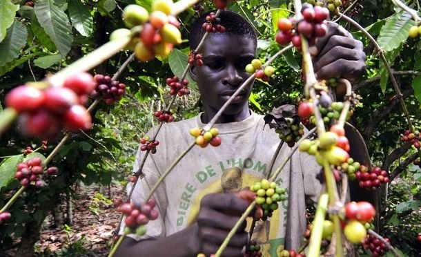 Café de Côte d'Ivoire