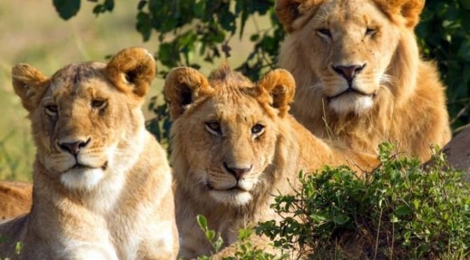 trois lions d’Afrique du sud à Abidjan