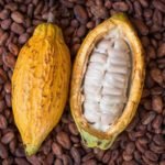 cacao