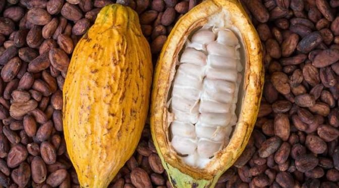 cacao